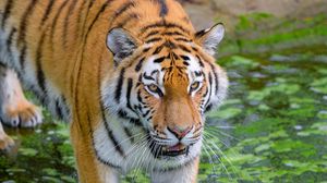 Preview wallpaper siberian tiger, tiger, predator, striped, big cat, grass