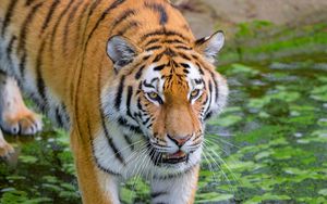 Preview wallpaper siberian tiger, tiger, predator, striped, big cat, grass