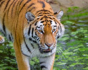 Preview wallpaper siberian tiger, tiger, predator, striped, big cat, grass