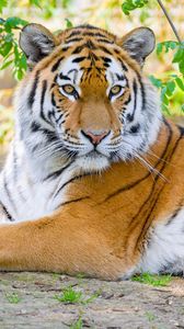 Preview wallpaper siberian tiger, tiger, predator, big cat, branches