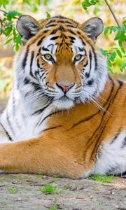 Preview wallpaper siberian tiger, tiger, predator, big cat, branches