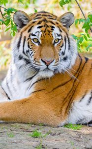 Preview wallpaper siberian tiger, tiger, predator, big cat, branches