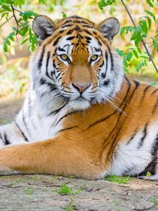 Preview wallpaper siberian tiger, tiger, predator, big cat, branches