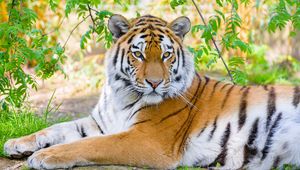 Preview wallpaper siberian tiger, tiger, predator, big cat, branches