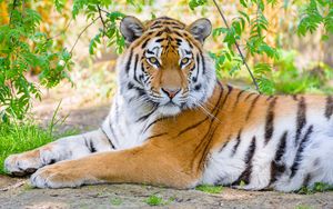Preview wallpaper siberian tiger, tiger, predator, big cat, branches