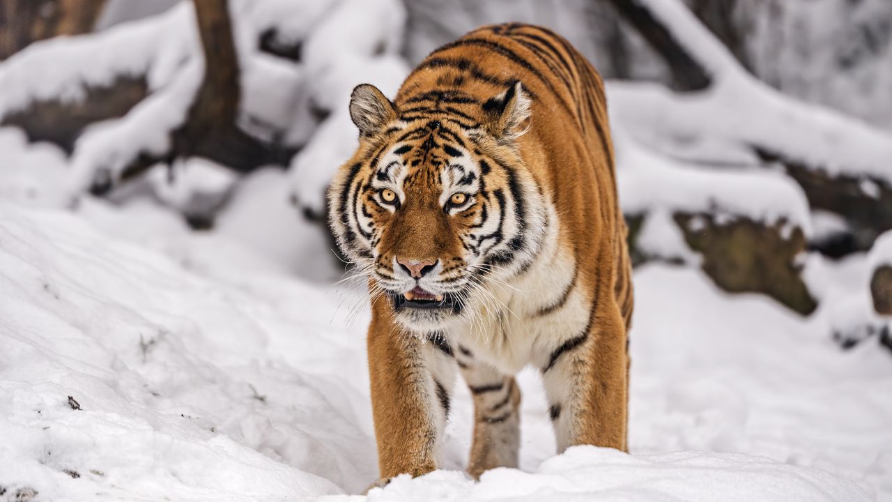 Wallpaper siberian tiger, tigress, big cat, predator, snow