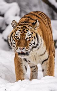 Preview wallpaper siberian tiger, tigress, big cat, predator, snow