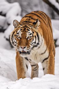 Preview wallpaper siberian tiger, tigress, big cat, predator, snow