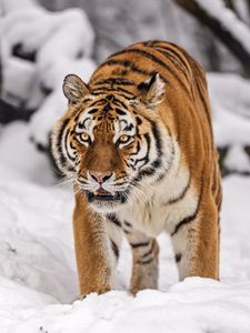 Preview wallpaper siberian tiger, tigress, big cat, predator, snow