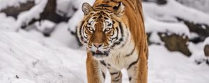 Preview wallpaper siberian tiger, tigress, big cat, predator, snow