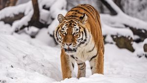 Preview wallpaper siberian tiger, tigress, big cat, predator, snow