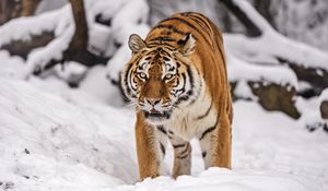 Preview wallpaper siberian tiger, tigress, big cat, predator, snow