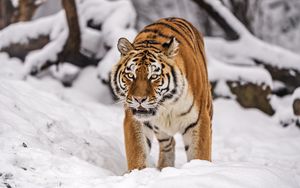 Preview wallpaper siberian tiger, tigress, big cat, predator, snow