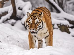 Preview wallpaper siberian tiger, tigress, big cat, predator, snow