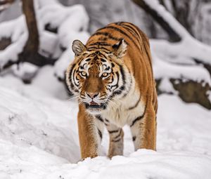 Preview wallpaper siberian tiger, tigress, big cat, predator, snow