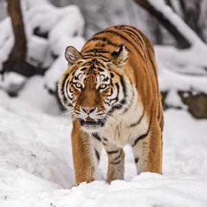 Preview wallpaper siberian tiger, tigress, big cat, predator, snow