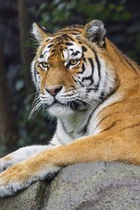 Preview wallpaper siberian tigress, tiger, predator, big cat, animal