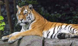 Preview wallpaper siberian tigress, tiger, predator, big cat, animal