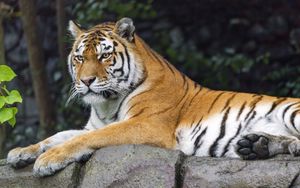 Preview wallpaper siberian tigress, tiger, predator, big cat, animal
