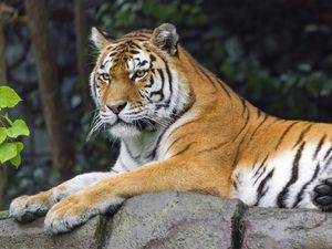 Preview wallpaper siberian tigress, tiger, predator, big cat, animal