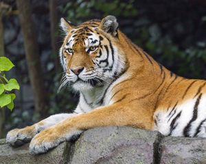 Preview wallpaper siberian tigress, tiger, predator, big cat, animal