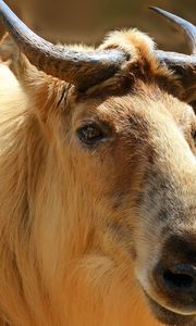 Preview wallpaper sichuan takin, takin, head, horns