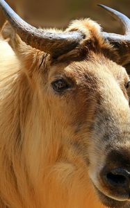 Preview wallpaper sichuan takin, takin, head, horns