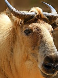 Preview wallpaper sichuan takin, takin, head, horns