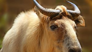 Preview wallpaper sichuan takin, takin, head, horns