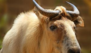 Preview wallpaper sichuan takin, takin, head, horns