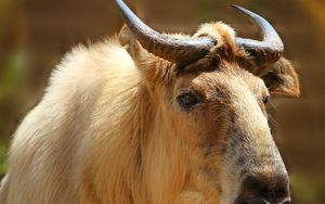 Preview wallpaper sichuan takin, takin, head, horns