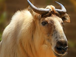 Preview wallpaper sichuan takin, takin, head, horns