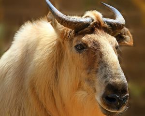 Preview wallpaper sichuan takin, takin, head, horns