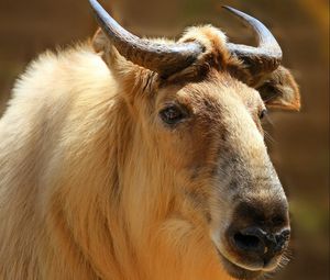 Preview wallpaper sichuan takin, takin, head, horns