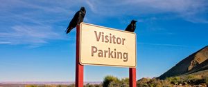 Preview wallpaper sign, parking, crows, birds, text