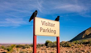 Preview wallpaper sign, parking, crows, birds, text