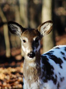 Preview wallpaper sika deer, color, deer