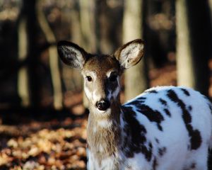 Preview wallpaper sika deer, color, deer