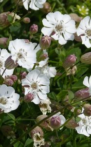 Preview wallpaper silene uniflora, flowers, buds, leaves