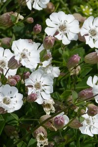 Preview wallpaper silene uniflora, flowers, buds, leaves