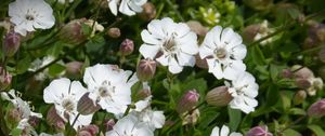 Preview wallpaper silene uniflora, flowers, buds, leaves