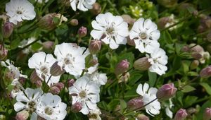 Preview wallpaper silene uniflora, flowers, buds, leaves