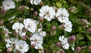 Preview wallpaper silene uniflora, flowers, buds, leaves