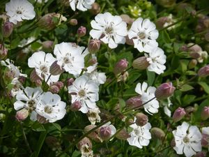 Preview wallpaper silene uniflora, flowers, buds, leaves