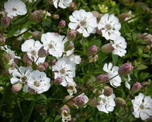 Preview wallpaper silene uniflora, flowers, buds, leaves