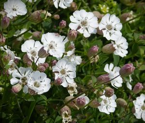 Preview wallpaper silene uniflora, flowers, buds, leaves