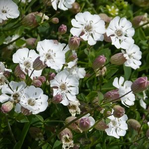 Preview wallpaper silene uniflora, flowers, buds, leaves