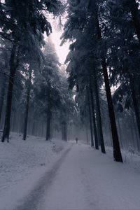 Preview wallpaper silhouette, alone, forest, fog, snow