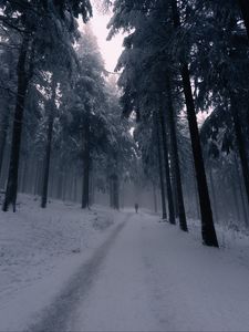 Preview wallpaper silhouette, alone, forest, fog, snow