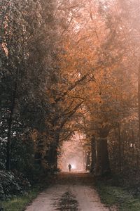 Preview wallpaper silhouette, alone, path, trees, nature